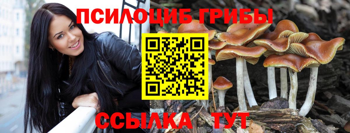 Псилоцибиновые грибы Cubensis Вязьма